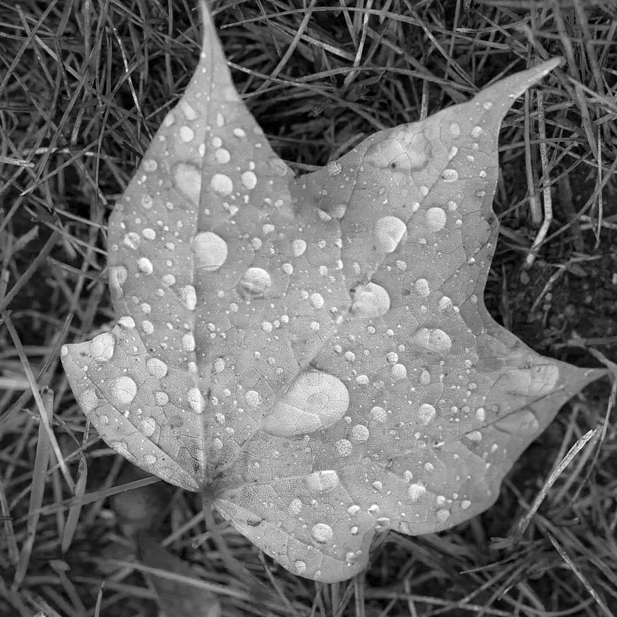 Maple Leaf and Rain Photograph by Susan Stone