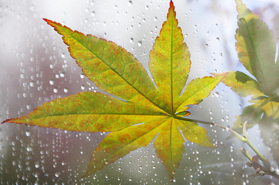 Maple Leaf and the Rain Photograph by Mariola Szeliga