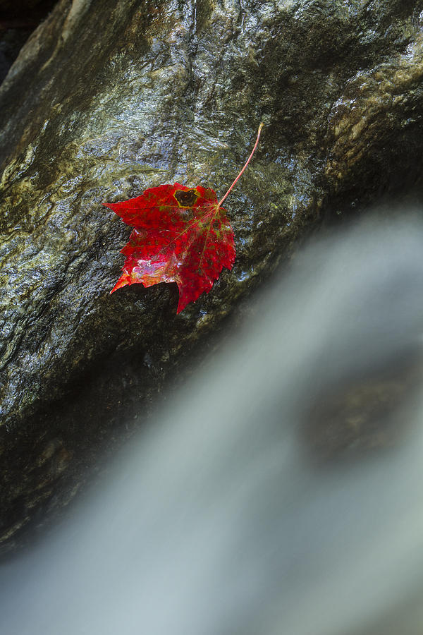 Maple leaf and waterfall Mount Mansfield Vermont Photograph by Andy Gimino