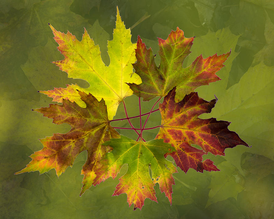 Maple Leaf arrangement Photograph by Pete Hemington