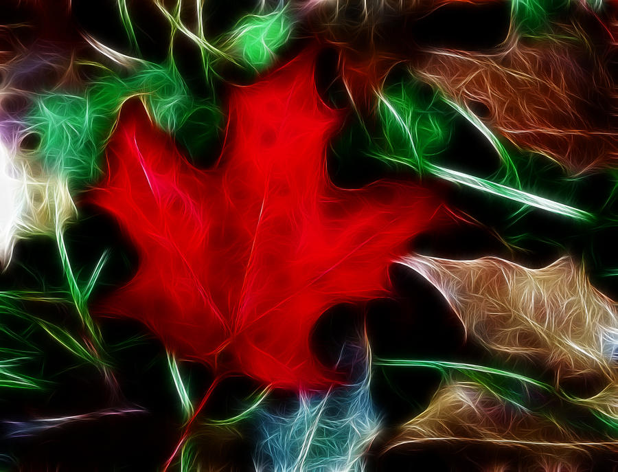 Maple Leaf Art Digital Art by Kami McKeon