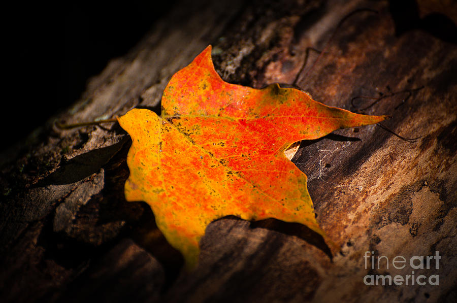 Maple Leaf Photograph by Bianca Nadeau