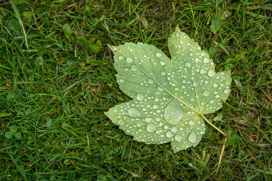 Maple Leaf Covered With Raindrops Photograph by Andreas Berthold