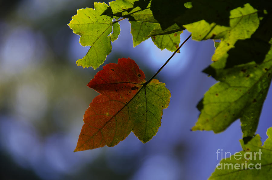 Red And Green Maple Leaf Photograph