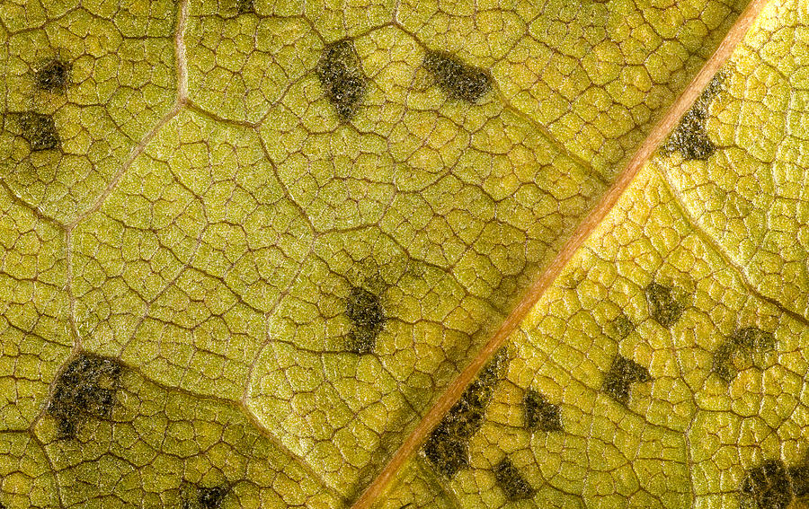 Maple Leaf Details Photograph by Jean Noren
