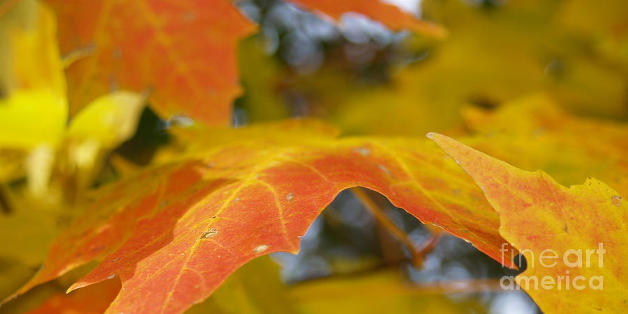 Maple Leaf Edges in Autumn Photograph by Anna Lisa Yoder