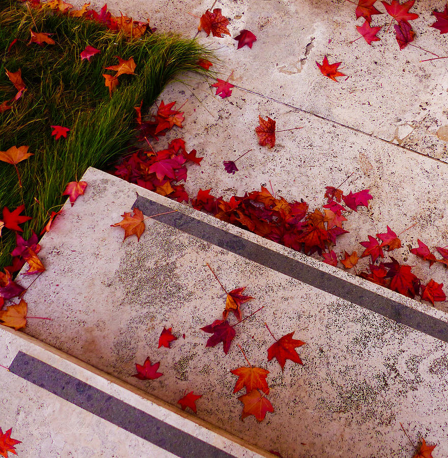 Maple Leaf Fall - The Getty Photograph by Robert J Sadler