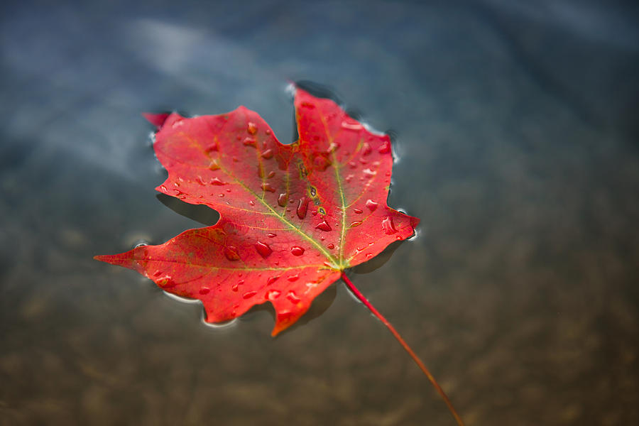Maple leaf floating on fresh water Photograph by Pgiam