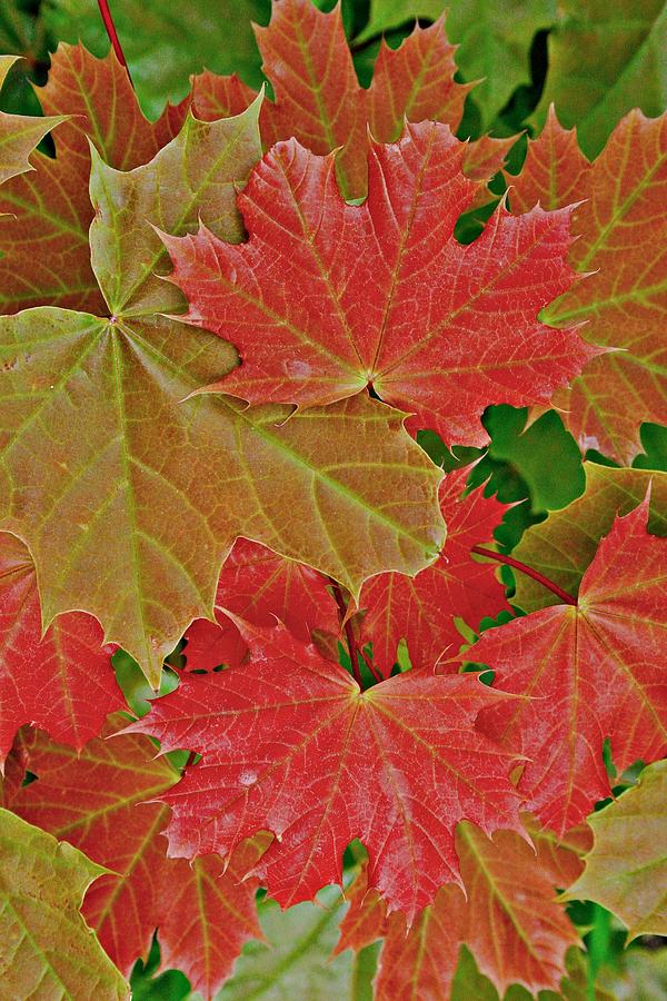 Maple Leaf Photograph by Henry Kowalski