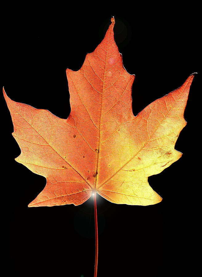 maple leaf II Photograph by Patrick Boening