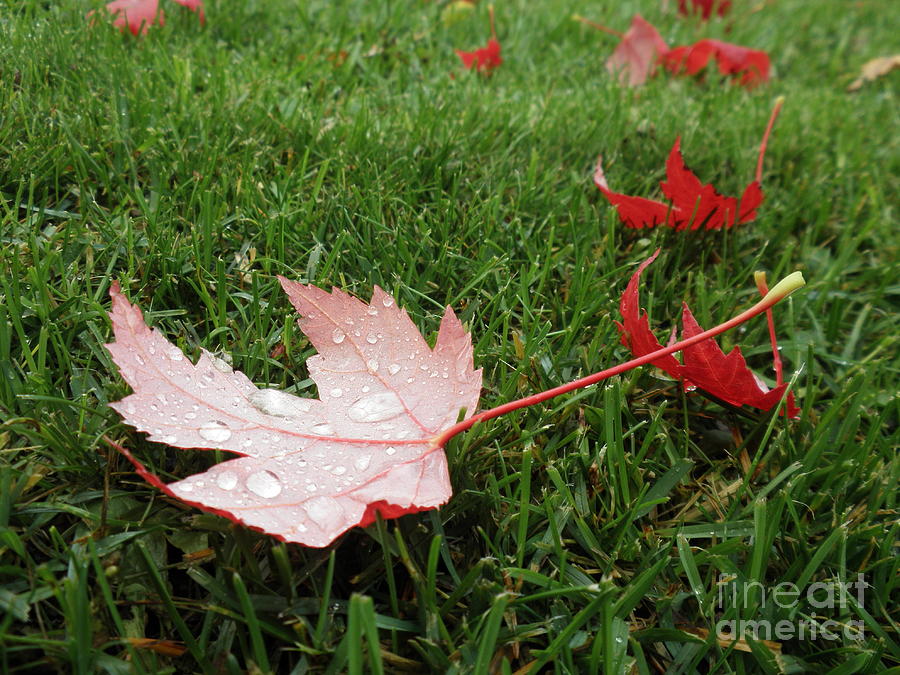 Maple Leaf in Canada Photograph by Vivian Martin