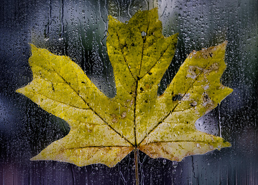 Maple Leaf in the Morning Rain Photograph by Don Schwartz