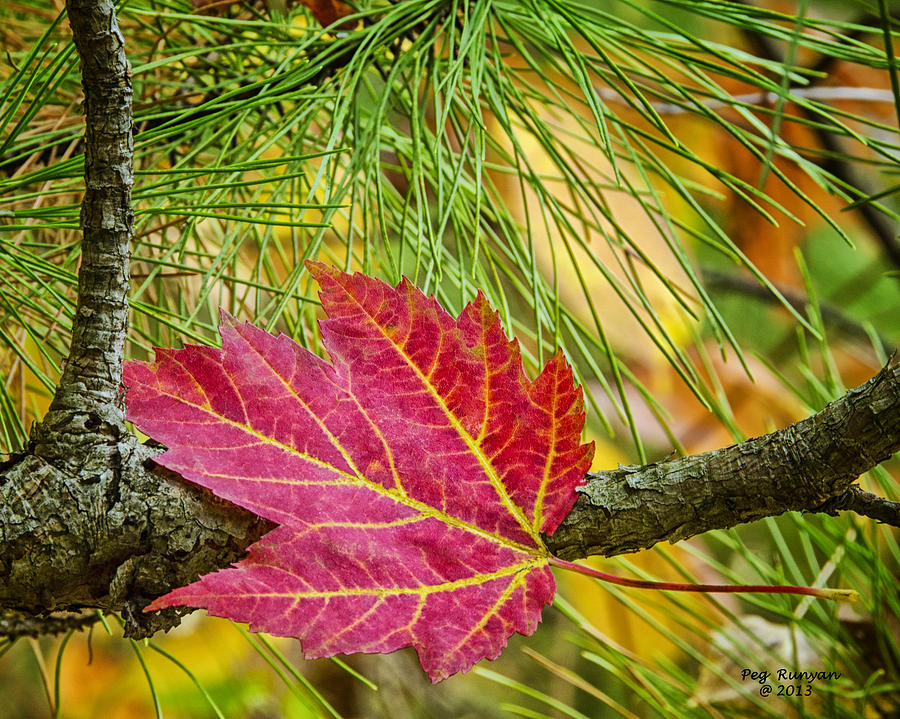 Maple Leaf in the Pines Photograph by Peg Runyan