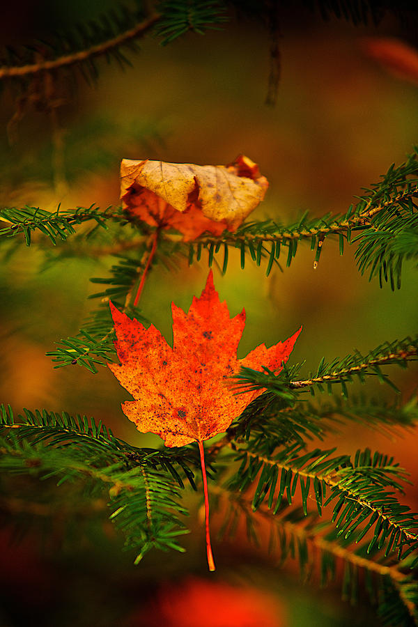 Maple leaf in tree Photograph by Prince Andre Faubert