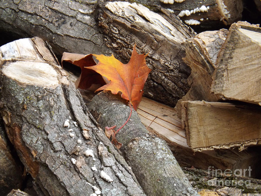 Maple Leaf in wood pile Photograph by Brenda Brown