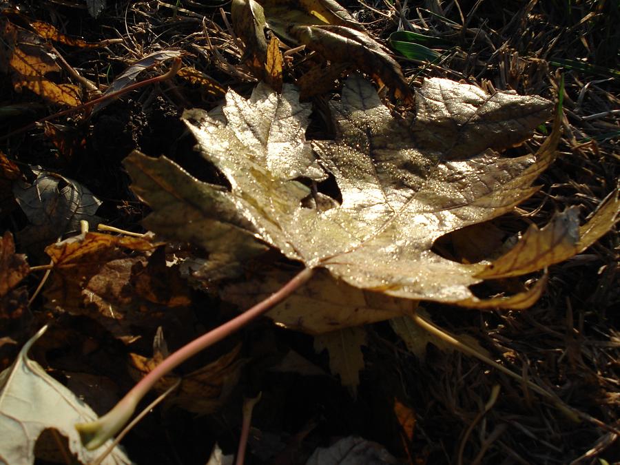 Maple Leaf Photograph by J L Zarek