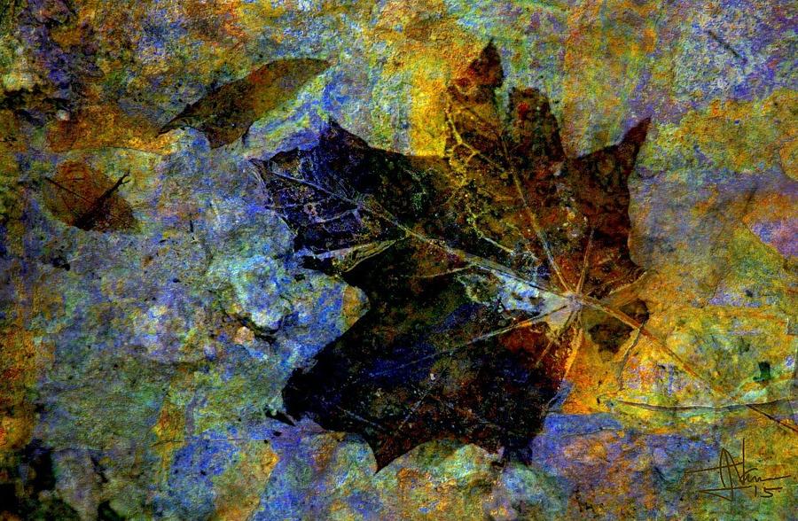 Maple Leaf Photograph by Jim Vance