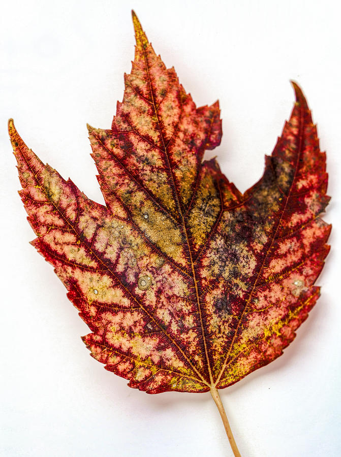 Maple Leaf Photograph by John Crothers