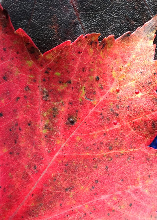 Maple Leaf Photograph by Kathleen Luther