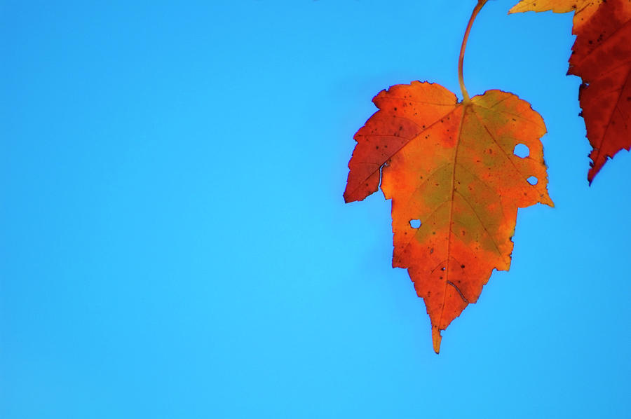 Nature Photograph - Maple Leaf by Maria Mosolova/science Photo Library