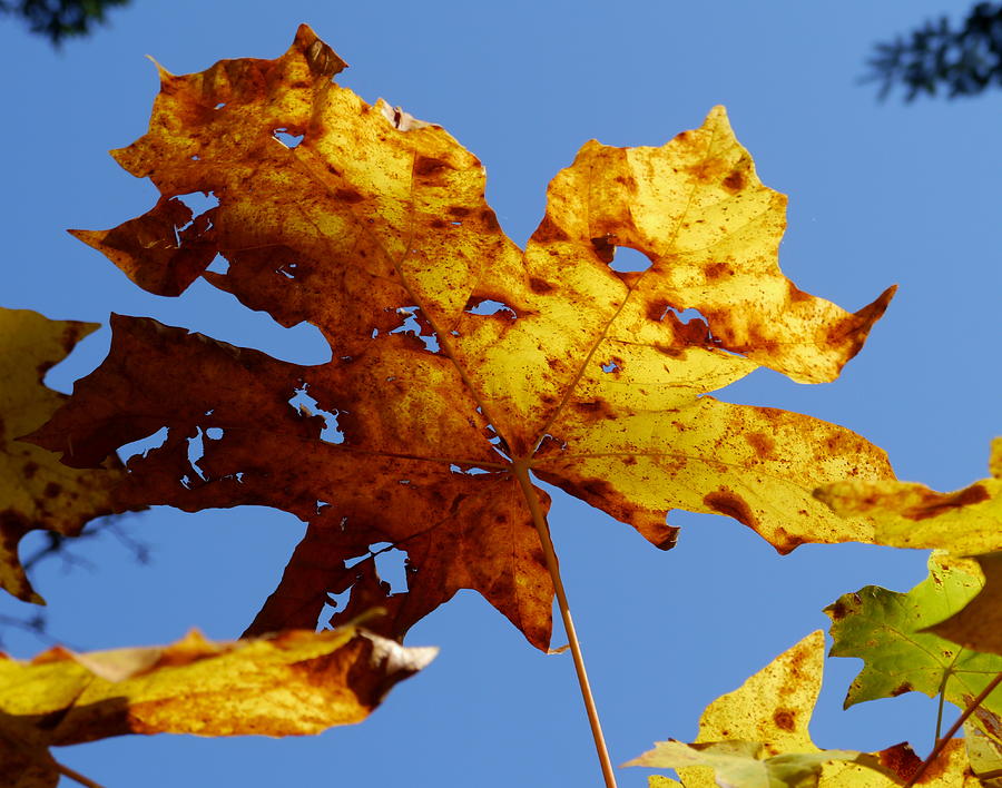 Maple Leaf on a Blue Sky Photograph by Peter Mooyman