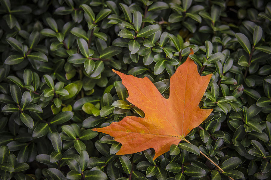 Maple Leaf on Boxwood Photograph by Bradley Clay