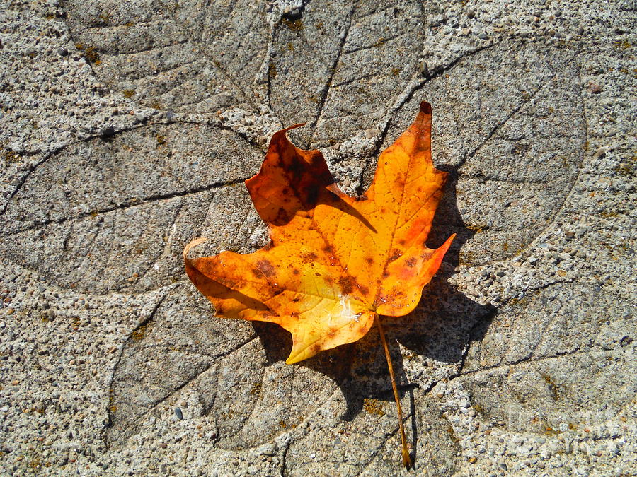 Maple Leaf On Concrete Photograph by Paddy Shaffer