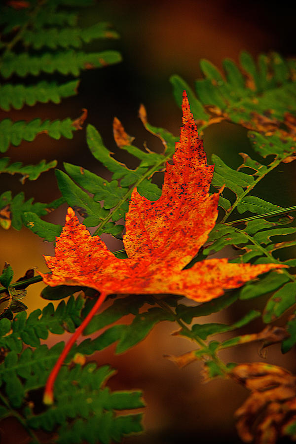 Maple leaf on Fern Photograph by Prince Andre Faubert