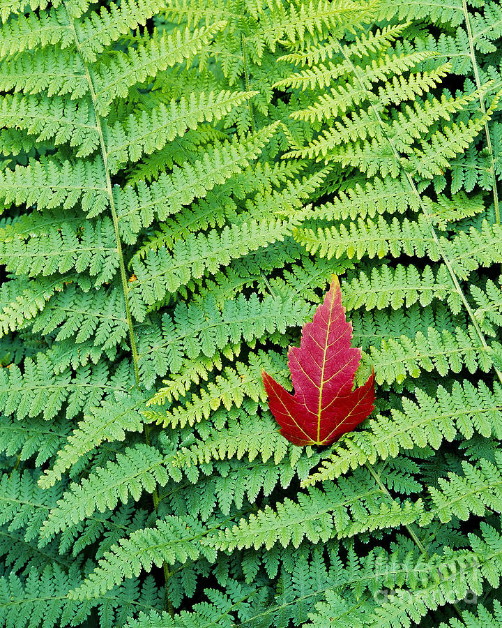 Maple Leaf On Ferns Photograph by Alan L Graham