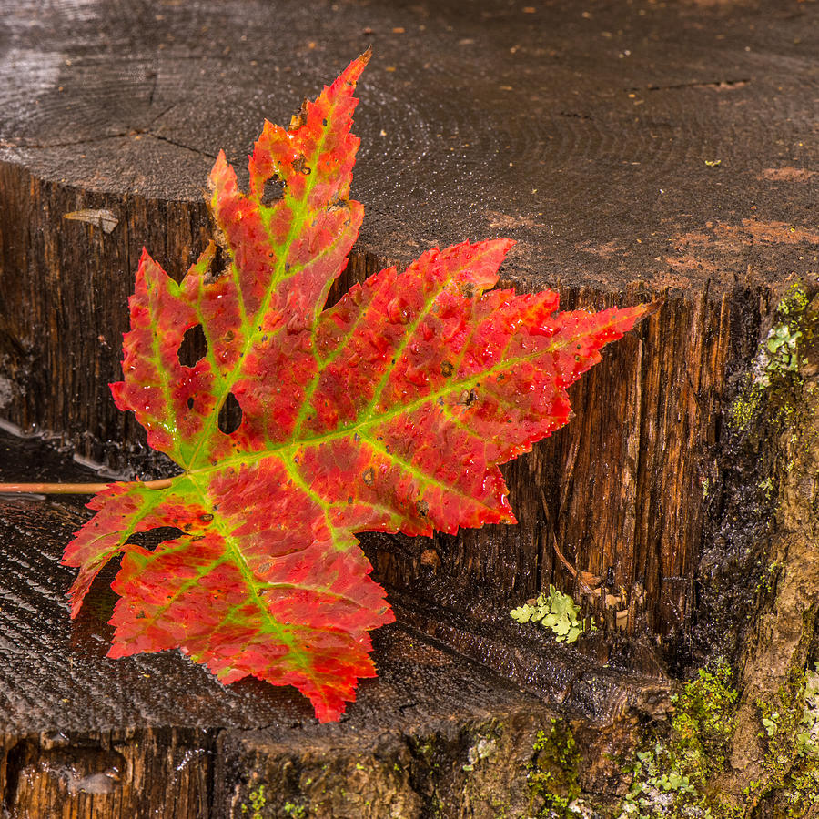 Maple Leaf On Oak Stump Photograph by Paul Freidlund
