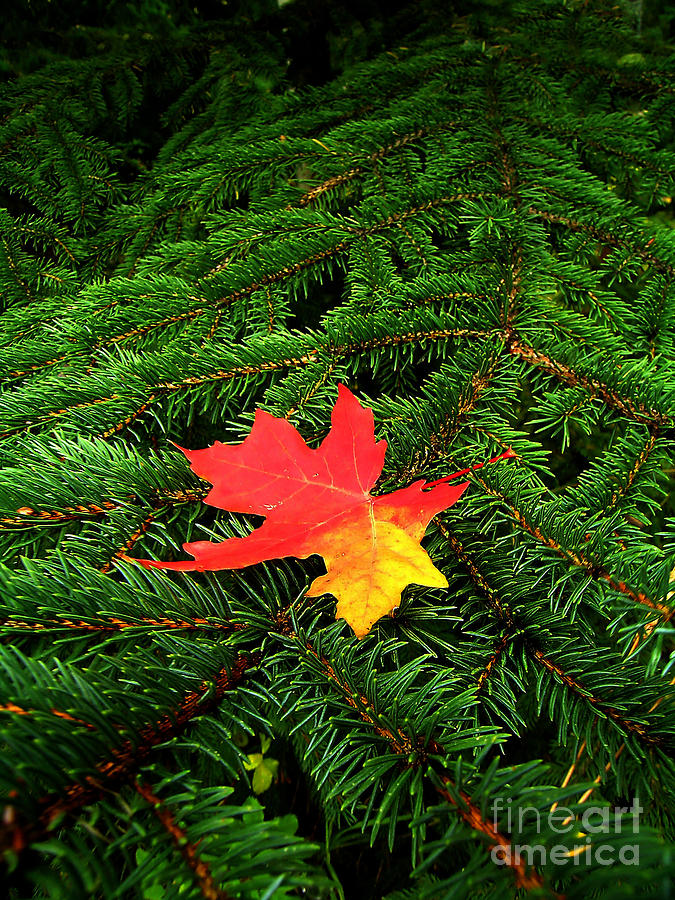 Maple Leaf On Pine Branch Photograph