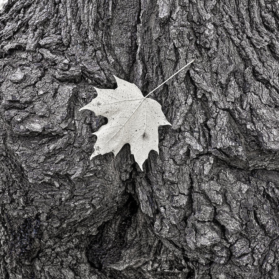 Maple leaf on stump Photograph by Steven Ralser