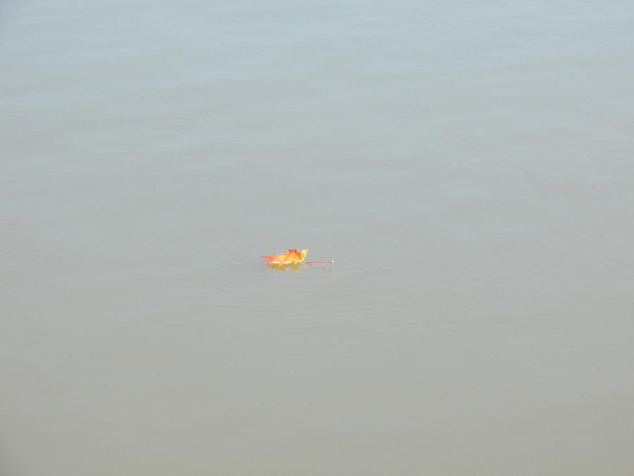 Maple Leaf on the Water Photograph by Corinne Elizabeth Cowherd