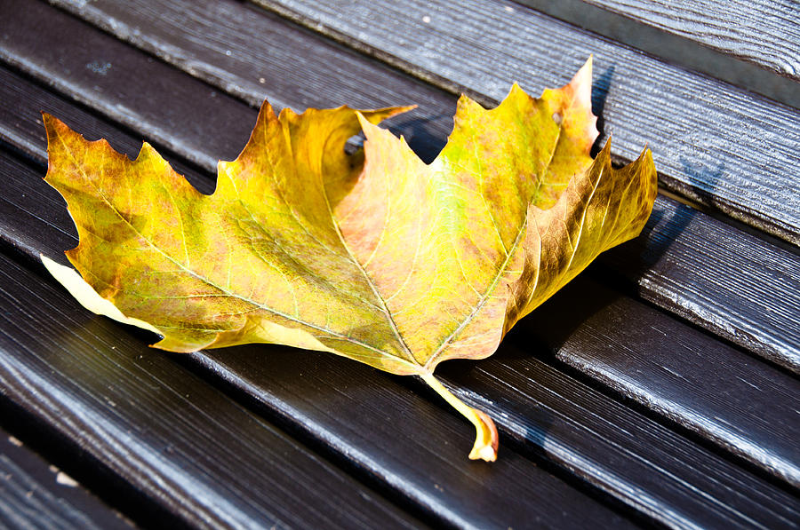 Abstract Photograph - Maple leaf on wooden bench by Frank Gaertner
