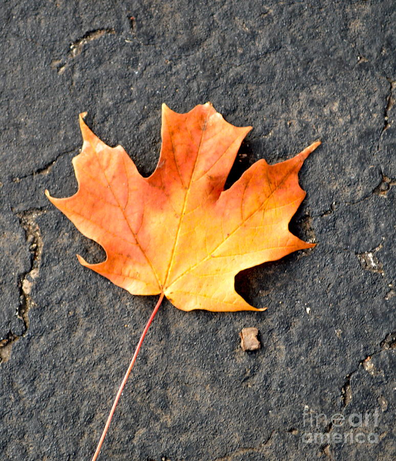 Maple Leaf Photograph by Pamela Walrath