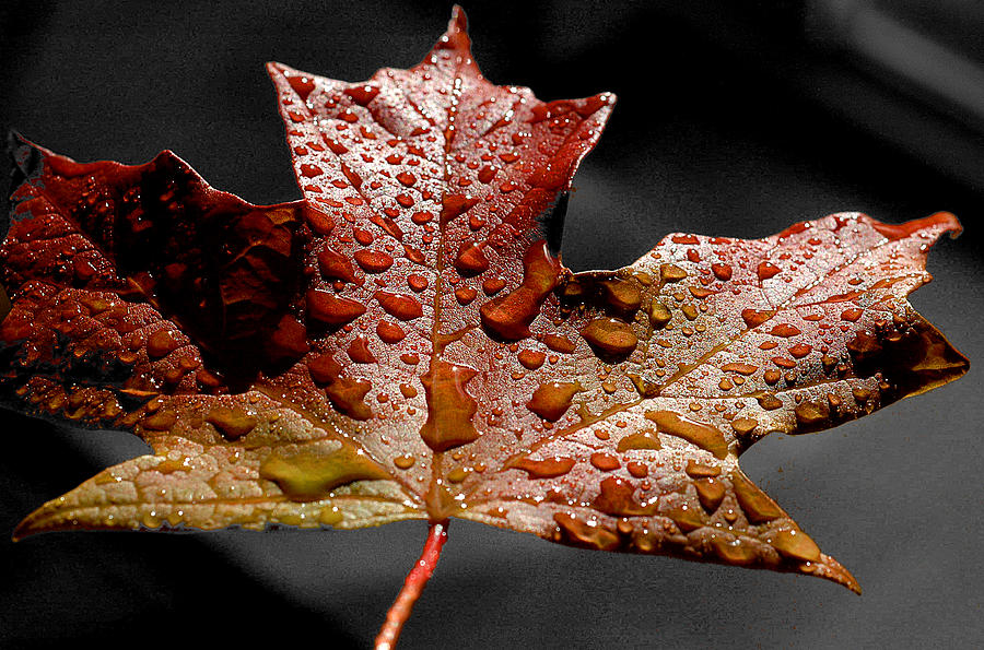 Maple Leaf Photograph by Patrick Boening
