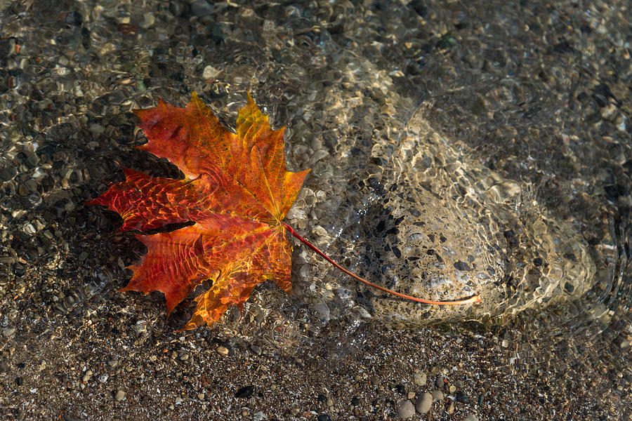 Maple Leaf - Playful Sunlight Patterns Photograph by Georgia Mizuleva