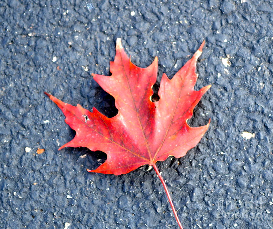 Maple leaf red Photograph by Pamela Walrath