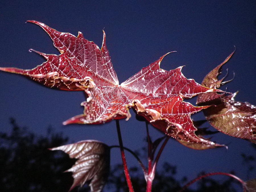 Maple Leaf Photograph by Richard Brookes