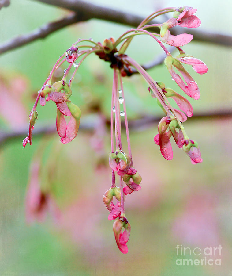 Maple Leaf Seed Pods   Photograph by Kerri Farley