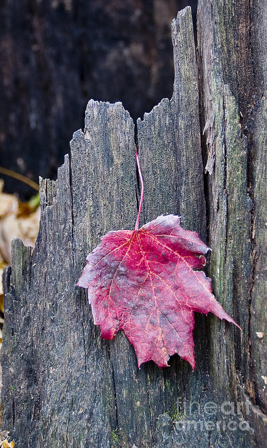 Maple Leaf - UW Arboretum - Madison Photograph by Steven Ralser