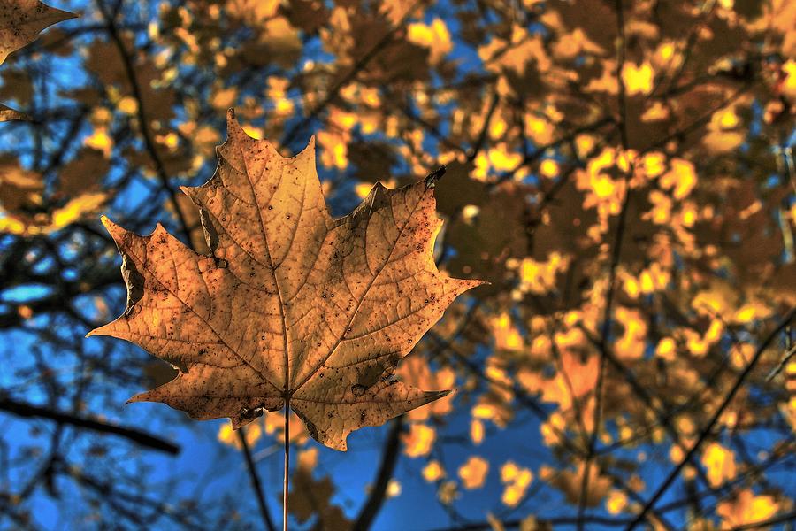 Maple Leaf Still Standing Photograph by Karl Anderson