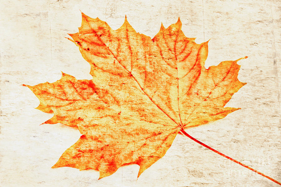 Maple Leaf Textured Photograph by Charline Xia