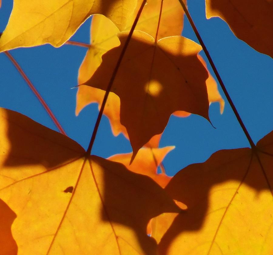 Fall Digital Art - Maple Leaf by Tg Devore