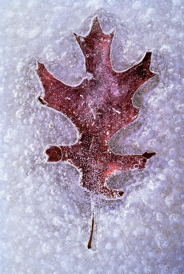 Maple Leaf Trapped In Ice Photograph by Gary Slawsky