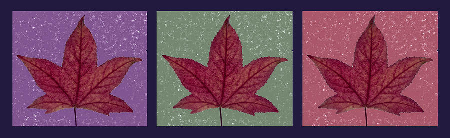 Maple Leaf Triptych Photograph by Morgan Wright