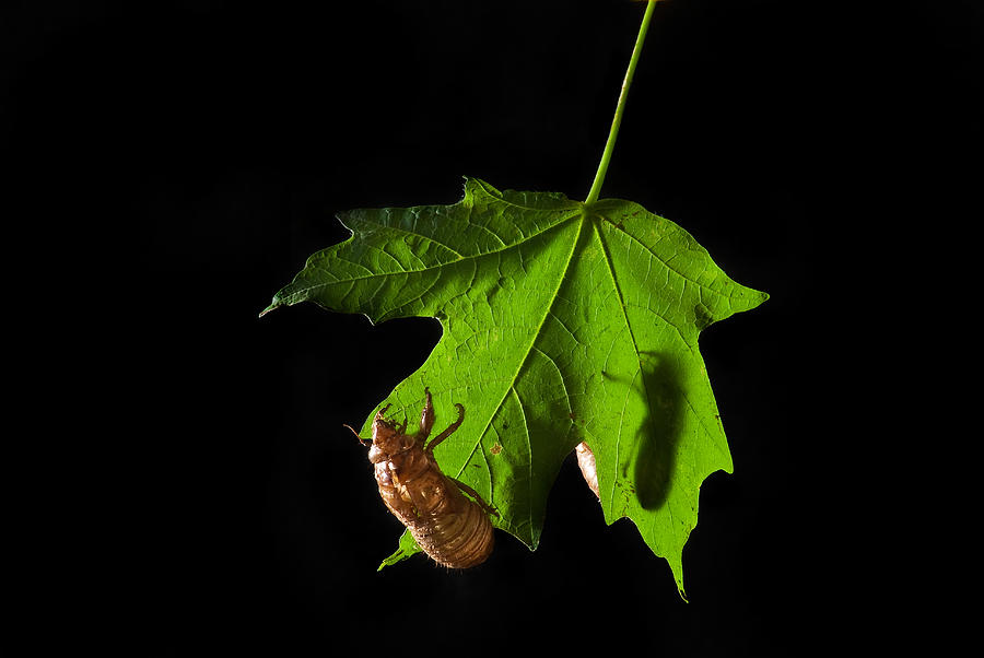 Maple Leaf with Cicada Shell Photograph by David Peters