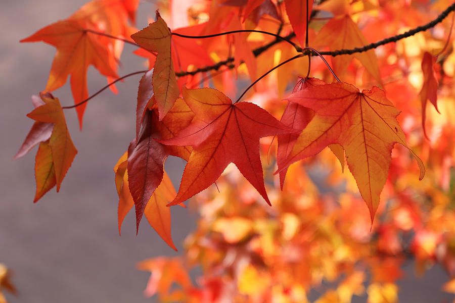 Fall Photograph - Maple Leaf Zen  by Rachel Cohen