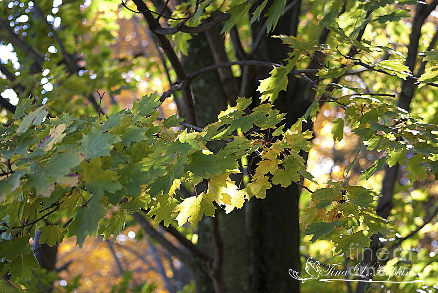 Maple Leaves 20121020_1_184 Photograph by Tina Hopkins
