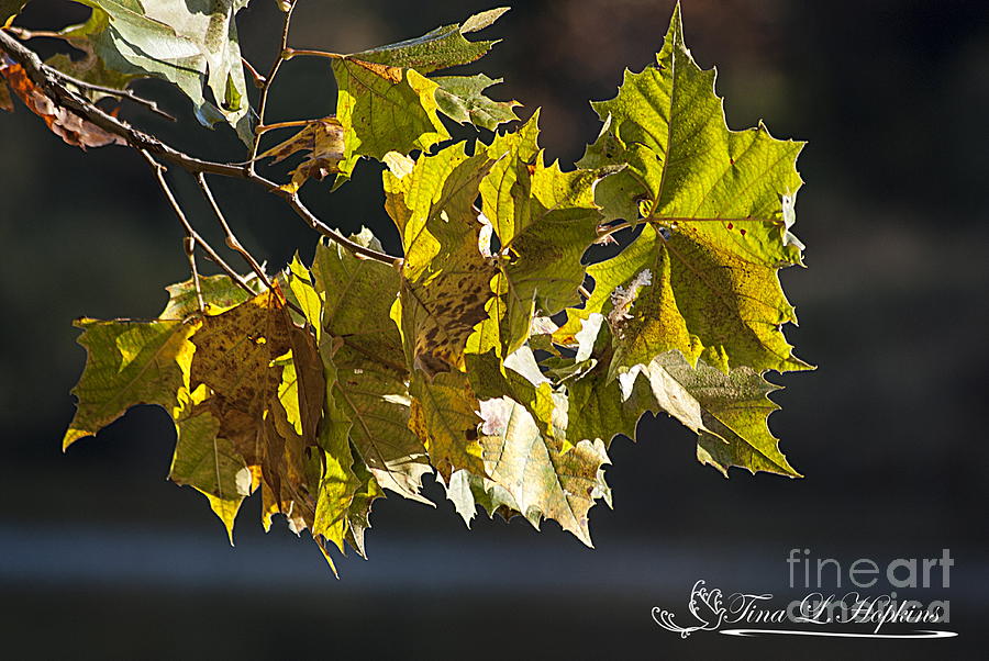 Maple Leaves 20121020_1_24 Photograph by Tina Hopkins